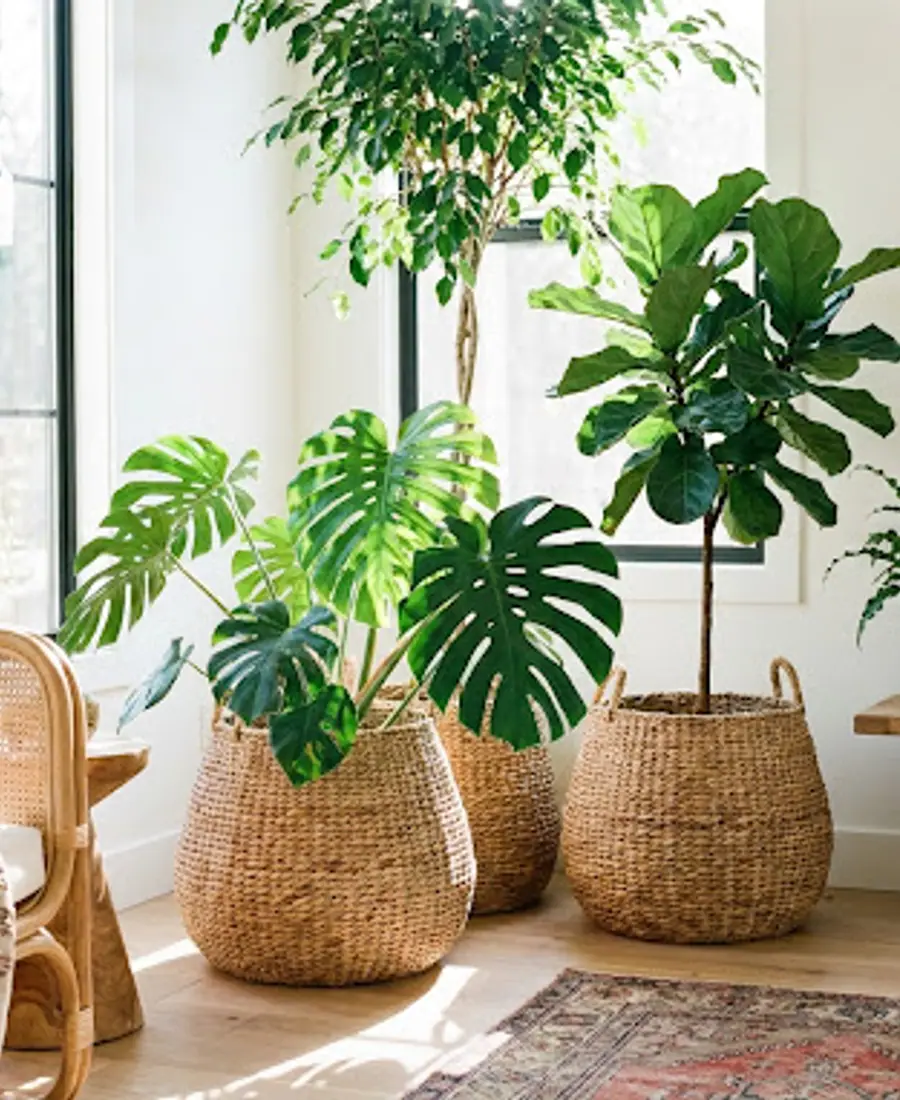 Planters